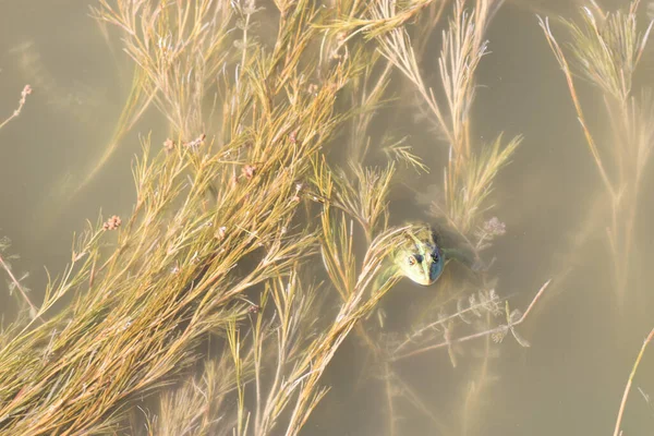 Close Zicht Een Kikker Het Rivierwater — Stockfoto