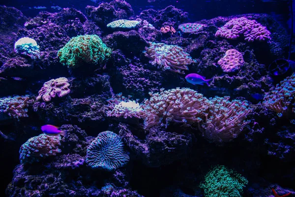 Kleurrijk Aquarium Met Helder Koraal Euphyllia Divisa — Stockfoto