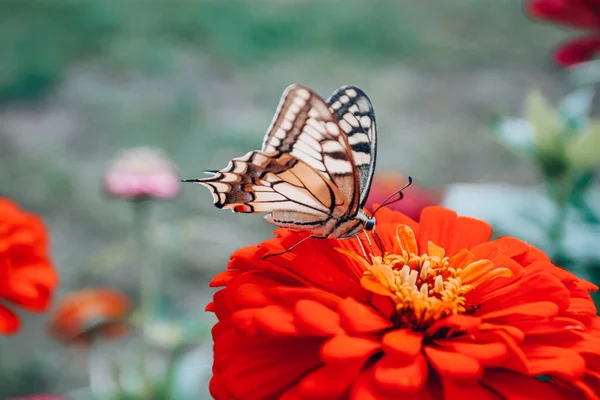 Batı Kaplanı Kırlangıç Kelebek Kızıl Zinnia — Stok fotoğraf
