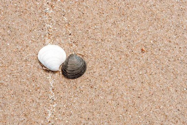 Due Conchiglie Bianco Nero Sulla Spiaggia — Foto Stock