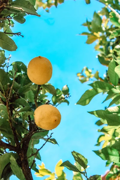 Желтые Лимоны Зелеными Листьями Фоне Голубого Неба — стоковое фото
