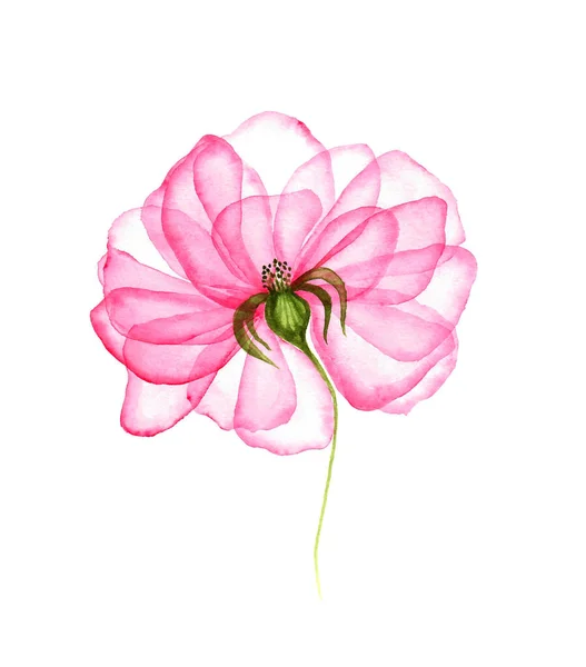 Delicate Pink Flower White Background Watercolor Transparent Flower Petals Hand — Stockfoto