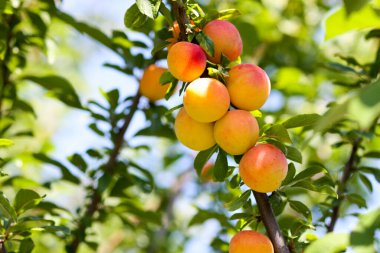 Cherry-plum tree with fruits growing in garden