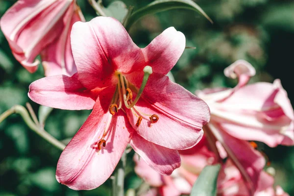 Růžové Lilie Zahradě — Stock fotografie