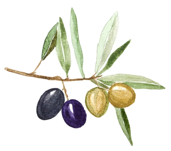 Watercolor Green Black Olives Branches Hand Painted Natural Design — Fotografia de Stock