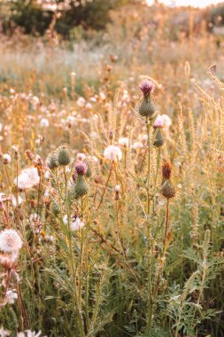 Milk thistle in a green morning meadow