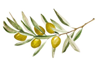 Beyaz arka planda izole edilmiş böğürtlenli yeşil zeytin dalı. Suluboya el çizimi çizimi.