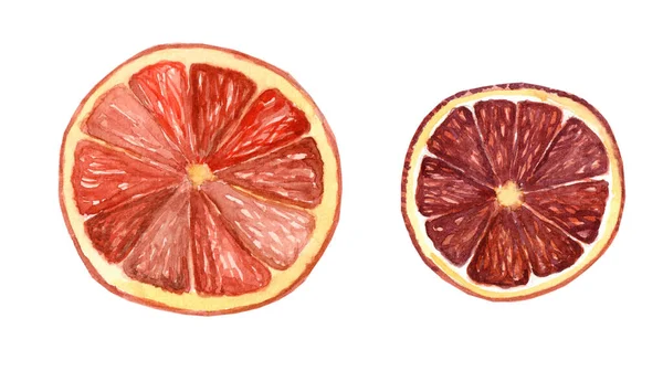 Oranges Séchées Isolées Sur Fond Blanc Illustration Aquarelle Dessinée Main — Photo