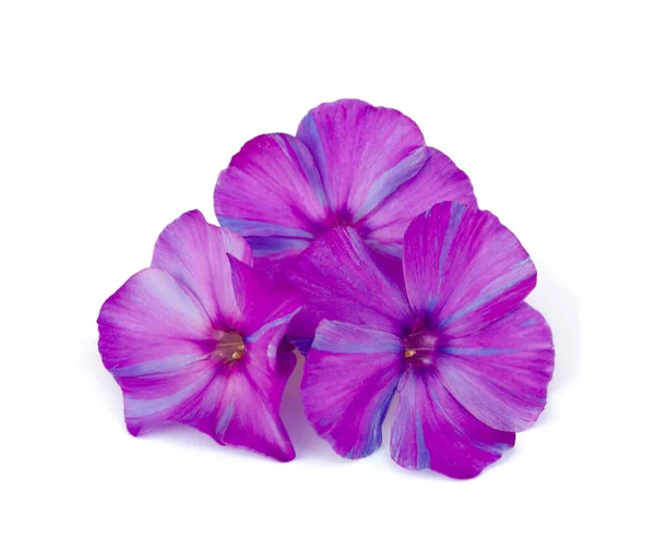 Luminoso Phlox Viola Uno Sfondo Bianco — Foto Stock