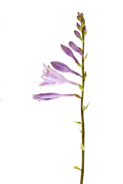 Paarse Hosta Bloemen Als Klokken Geïsoleerd Een Witte Achtergrond — Stockfoto