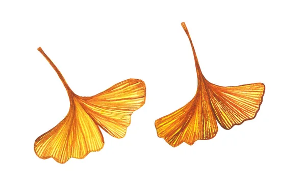 Herfst Gele Ginkgo Bladeren Aquarel Hand Getekend Illustratie — Stockfoto