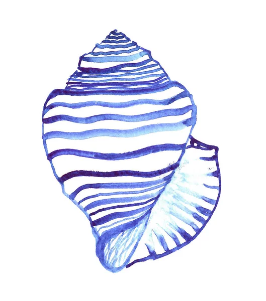 Sea Hand Drawn Ancient Malyuska Swirling Shell — Stock Photo, Image