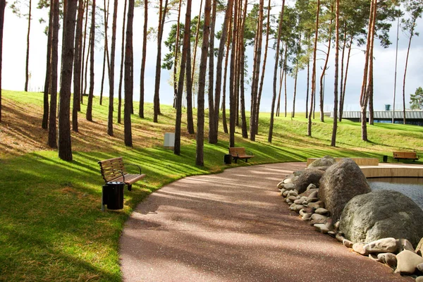 Green coniferous forest and benches