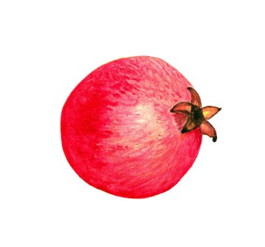 Suluboya nar. Beyaz arkaplanda el çizimi.