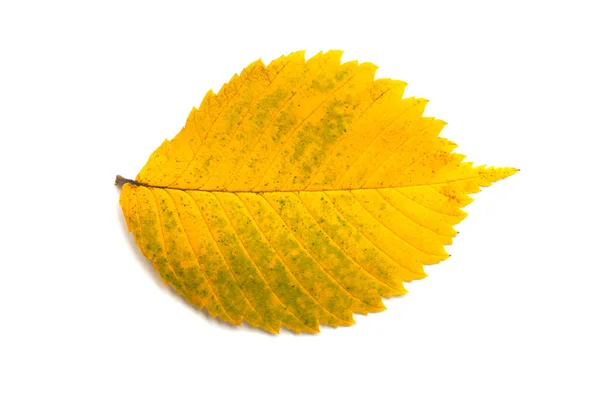 Gele Herfstblad Een Witte Achtergrond — Stockfoto
