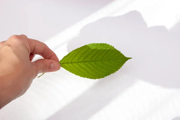 白い背景に緑の葉で手 生態学的概念 — ストック写真