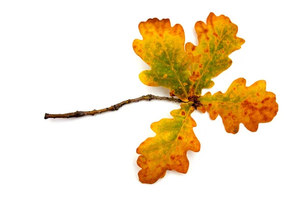 Eiken Tak Met Vergeelde Bladeren Een Witte Achtergrond — Stockfoto