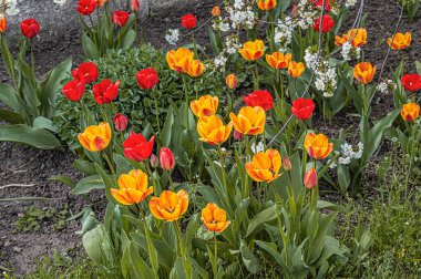 Bahar bahçesinde sarı ve kırmızı laleler.