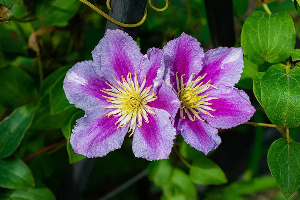 Primo Piano Dei Fiori Clematis Nel Giardino Estivo — Foto Stock