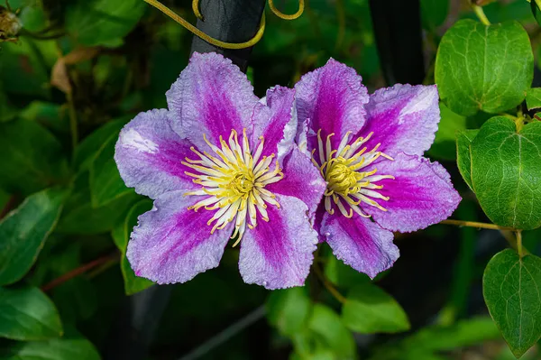Zbliżenie Clematis Kwiaty Letnim Ogrodzie — Zdjęcie stockowe