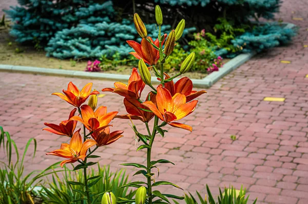 Fiori Giglio Arancione Nel Parco Estivo — Foto Stock