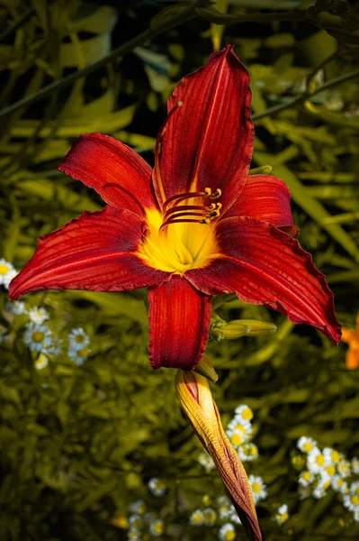 Flor Lirio Día Rojo Amarillo Hemerocallis Fulva Jardín Verano — Foto de Stock