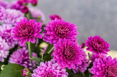 Bahçedeki Pembe Kasımpatı çiçekleri.