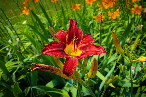 Dia Vermelho Lily Flor Hemerocallis Fulva Jardim Verão — Fotografia de Stock