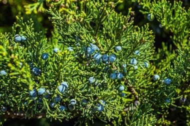 Yaz bahçesinde böğürtlenli ardıç çalısı.