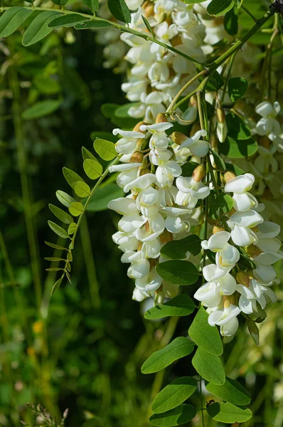 Bahar bahçesindeki ağaçta açan Akasya çiçekleri. 