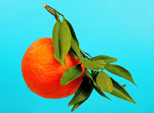 Апельсини на гілці . — стокове фото