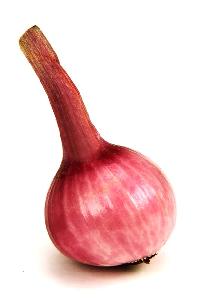 Young onions. — Stock Photo, Image
