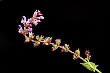 siyah zemin kır çiçeği.