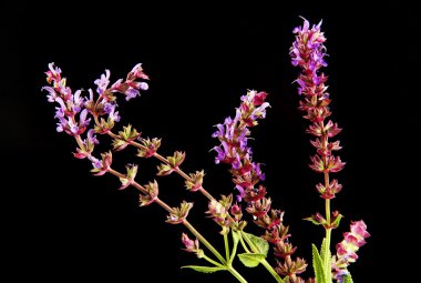 siyah zemin kır çiçeği.