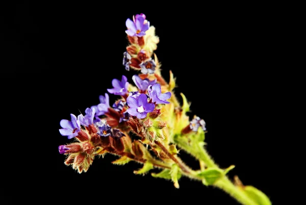 Wild bloem op een zwarte achtergrond. — Stockfoto