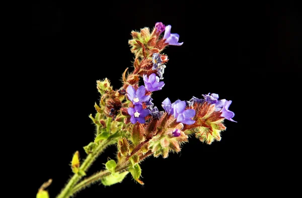 Fiore selvatico su sfondo nero . — Foto Stock