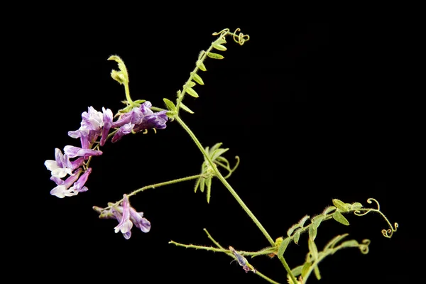 Flor selvagem em um fundo preto . — Fotografia de Stock