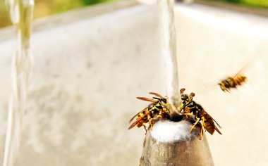 Sulama üzerinde yaban arısı.