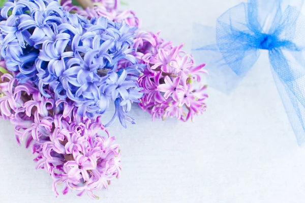 Hyacinths — Stock fotografie