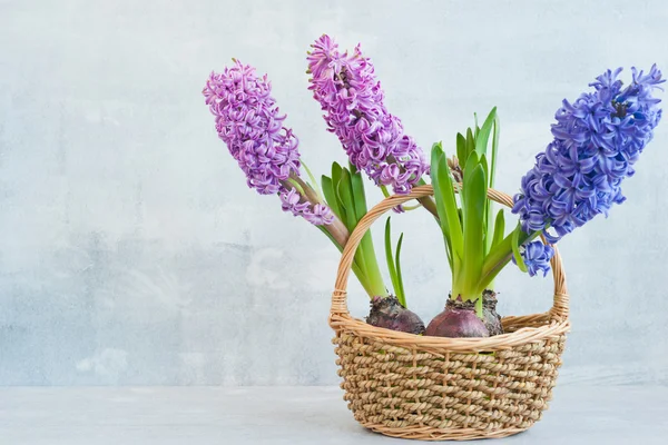 Hyacinths in a basket — Stock Photo, Image