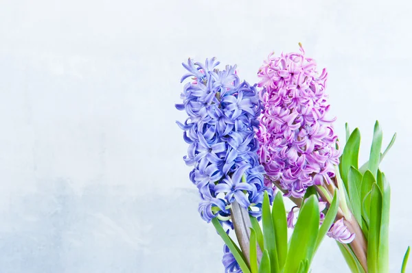 Hyacinths — Stock fotografie