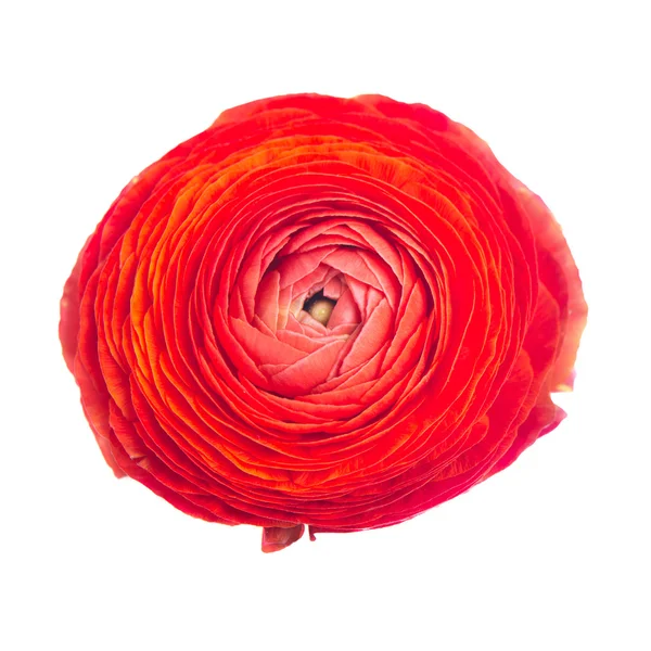 Ranunculus rojo —  Fotos de Stock