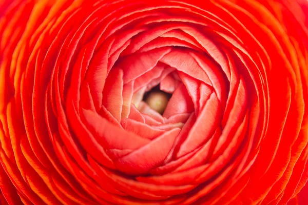 Ranunculus rojo —  Fotos de Stock