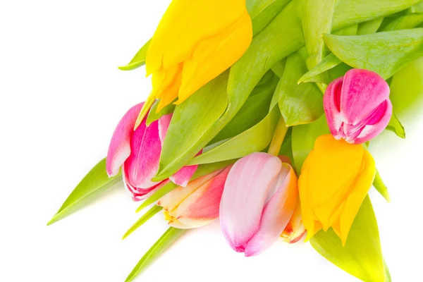 Kleurrijke tulpen — Stockfoto