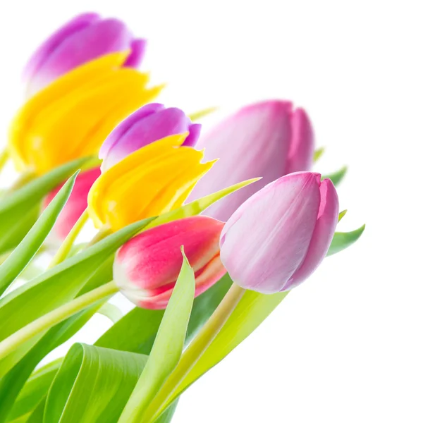 Tulipani colorati Immagine Stock