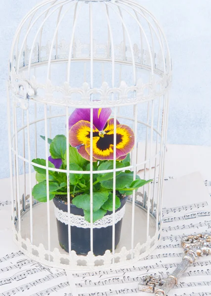 Flower in cage — Stock Photo, Image