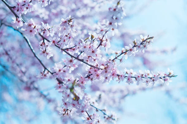 Flores de cerezo —  Fotos de Stock