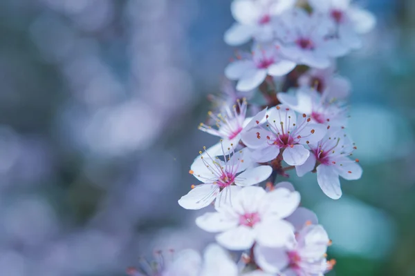 Gałąź kwiat wiśni — Zdjęcie stockowe