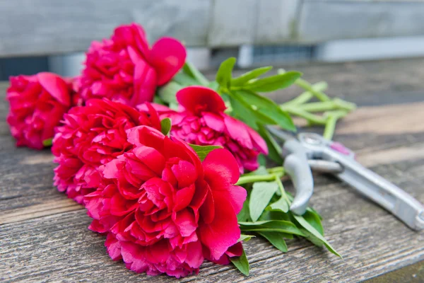 Cięcia różowe piwonie — Zdjęcie stockowe