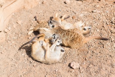 fundalıklardır grubu